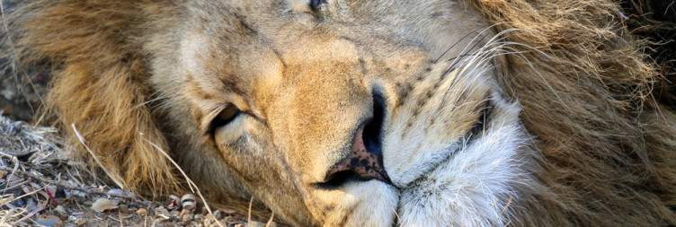 Game Viewing in Karongwe