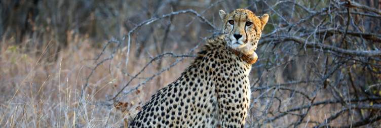 Morning safari drive, breakfast and transfer to Johannesburg