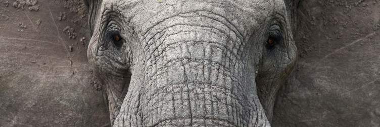 Kruger National Park - Northern Section