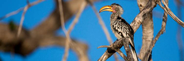 Full Day Kruger National Park Safari