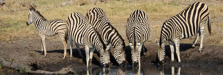 Full Day Kruger Park