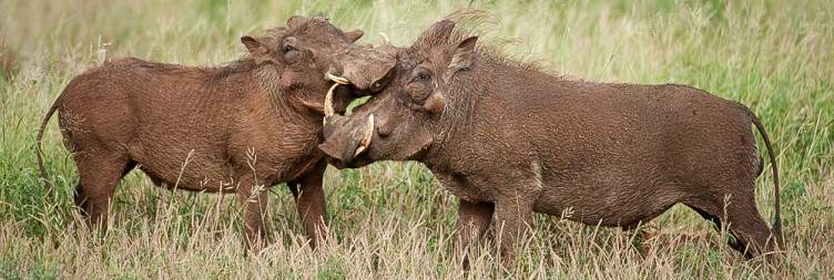 1-Day Full-Day Kruger Park Safari from Hoedspruit