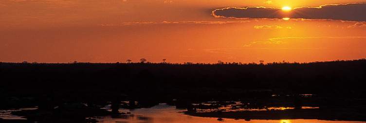 Morning Safari & Transfer to OR Tambo International Airport