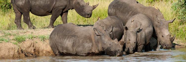 Kruger National Park (Skukuza Rest Camp)