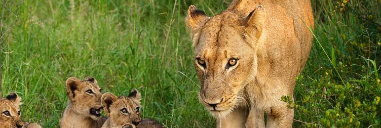 Full Day in Kruger National Park