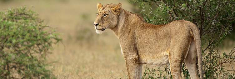 Full Day Kruger National Park