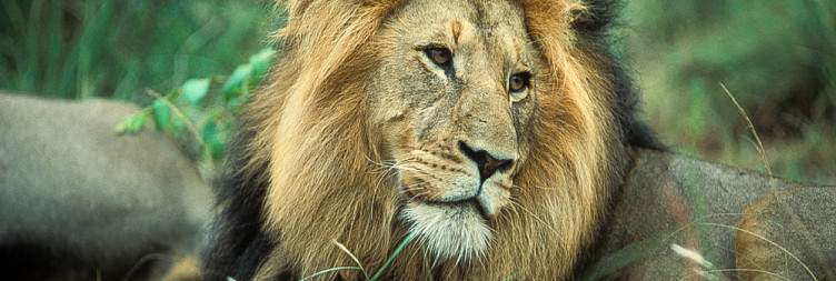 From Sabi Sands to The Kruger National Park