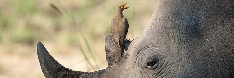 Transfer to Kruger National Park - Afternoon Safari Drive - Check into Sabie River Lodge