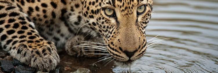 Kruger National Park (Letaba Rest Camp)