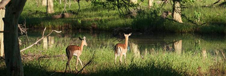 Full Day Game Drives in Kruger National Park - return to Sabie River Lodge