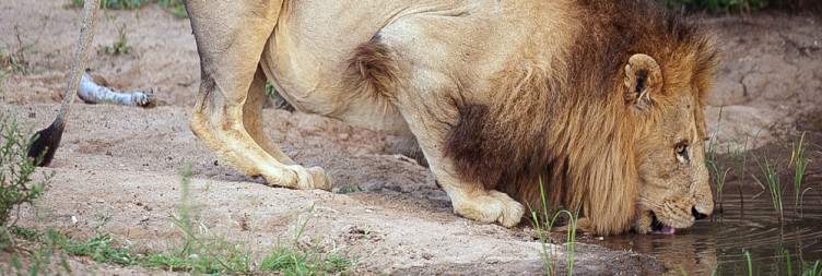 Full Day Kruger Park