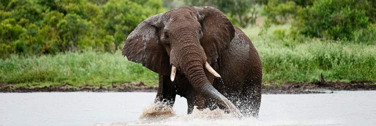 Full Day Kruger National Park