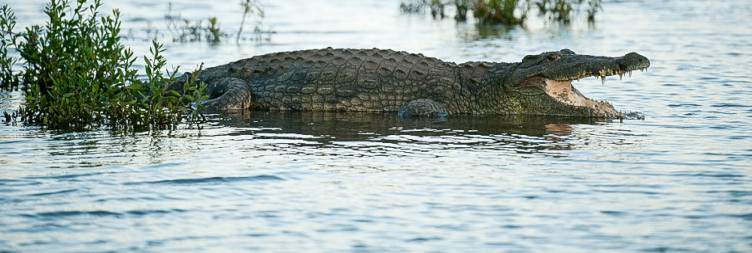 Another Full Day Kruger Park