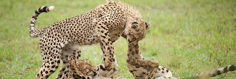 Full Day Kruger Park