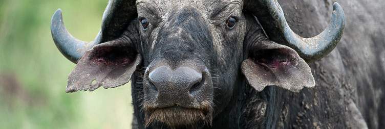 Full-Day Kruger National Park Safari