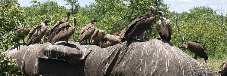 Transfer to Kruger National Park with an Afternoon Big Five Game Drive