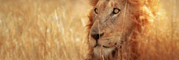 Johannesburg to Kruger National Park (Skukuza Rest Camp)