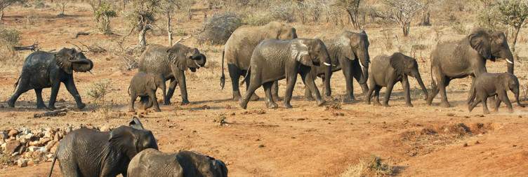 Kruger Morning Safari and Transfer to Luxury Lodge