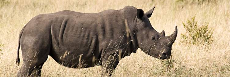 Kruger National Park Safari