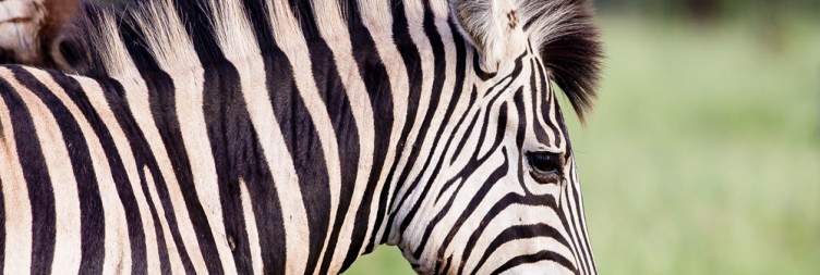 Kruger National Park safari