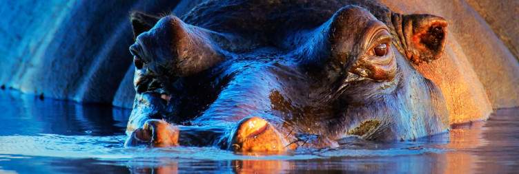Full day game drives in Southern Kruger Park – return to river lodge