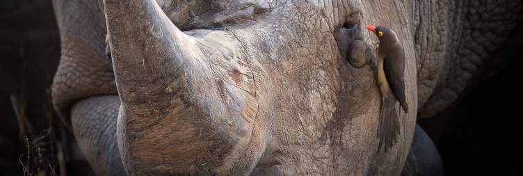 Kruger National Park Safari