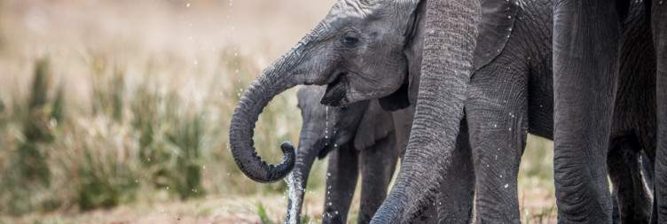 Kruger National Park Safari