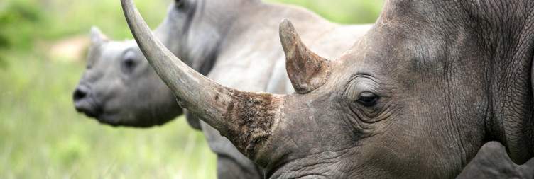 Full Day Kruger National Park