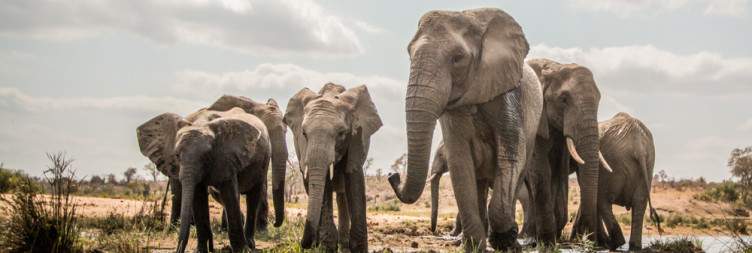 Kruger National Park Safari