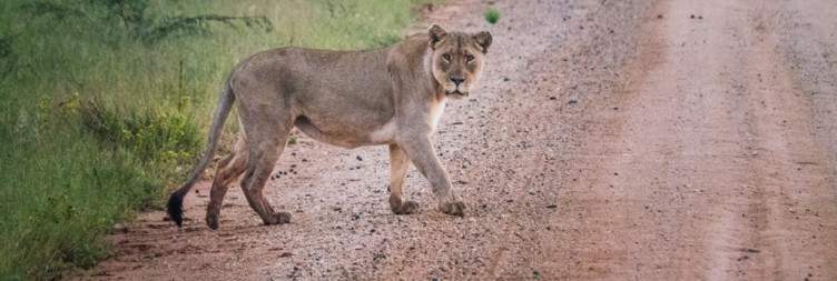 Kruger National Park Open Safari Vehicle Ultimate Game Viewing Experience