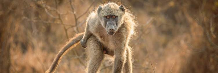 Full-Day Kruger Safari