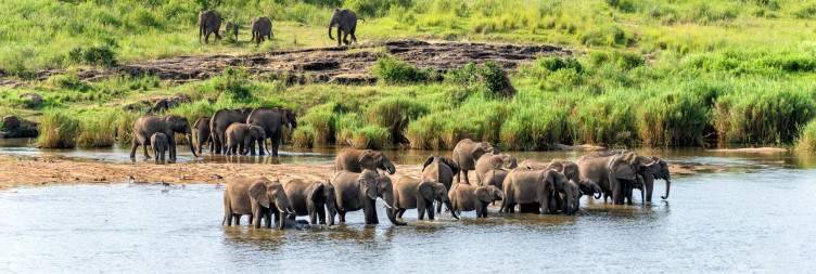 Full-Day Kruger National Park Safari
