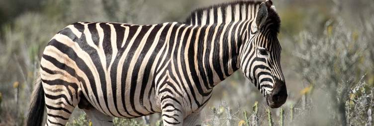 Plettenberg Bay to Kwandwe Game Reserve