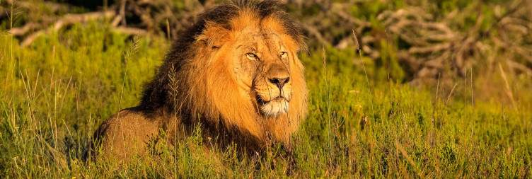 Eastern Cape Safari