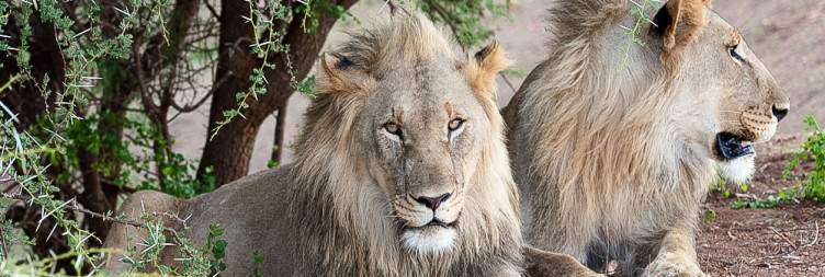 Explore Madikwe Game Reserve