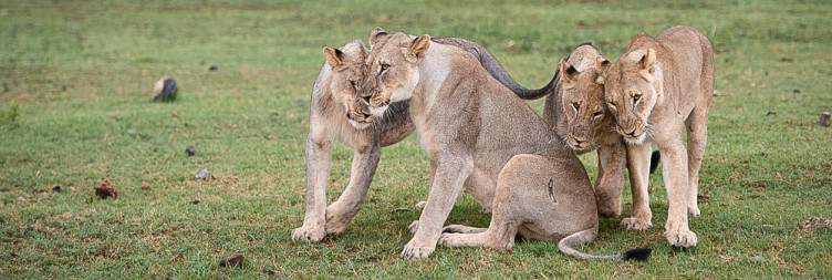 On Safari in Madikwe
