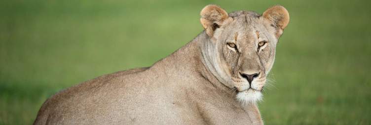 Malaria-Free safari