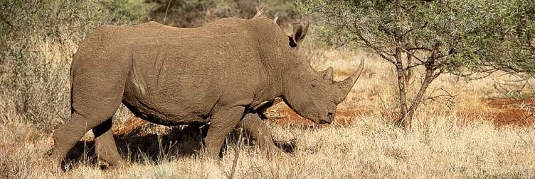 Arrive in Johannesburg & Fly to Madikwe Game Reserve