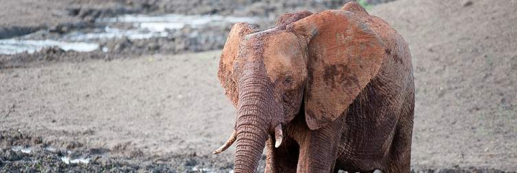 Game Drives at Madikwe Game Reserve