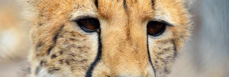 Moholoholo Rehab Centre and Game Drive