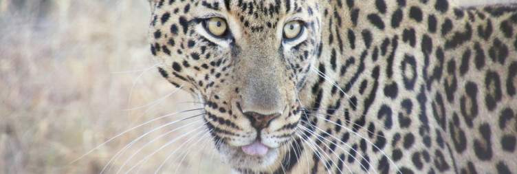 Moholoholo and Afternoon Game Drive