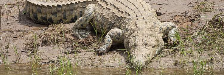 Kruger National Park - The Far North