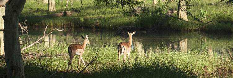 Kruger National Park - Shingwedzi