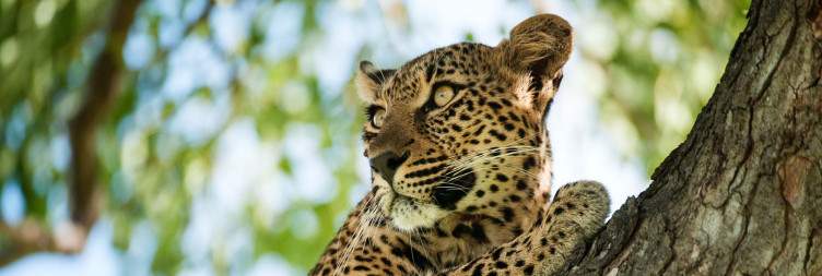 Game viewing