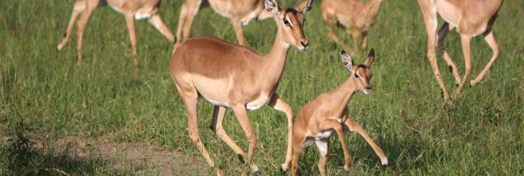 Fly to Sabi Sabi Game Reserve