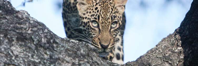 Fly to the Kruger and stay in the Sabi Sands