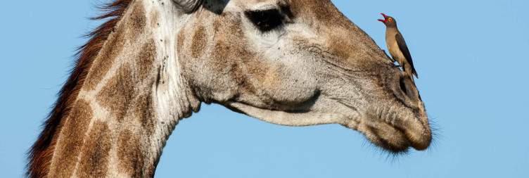 Explore Sabi Sand Game Reserve