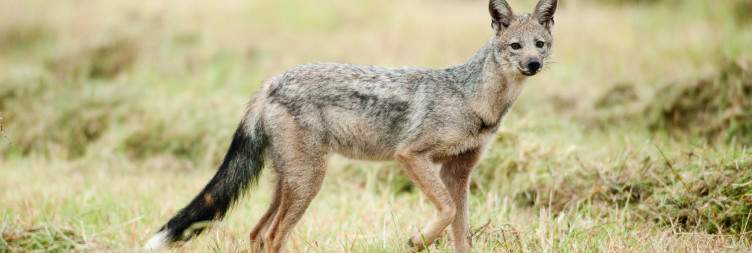 Fly to the Sabi Sands