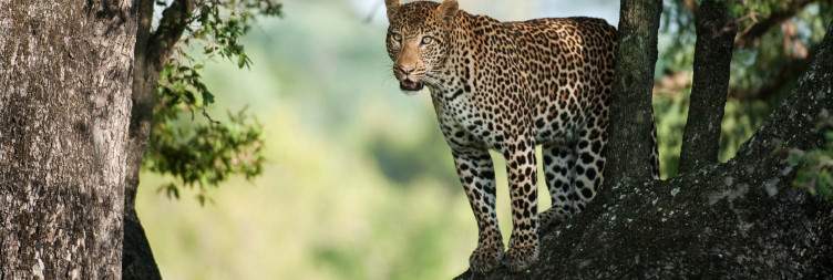 Private Game Reserve Experience