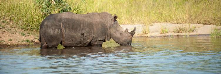 Game Viewing at Savanna